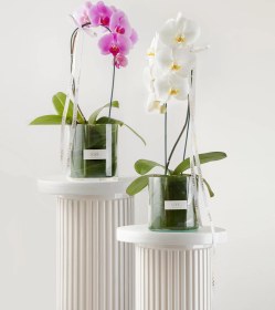 تصویر گلدان شیشه ای ارکیده سفید 