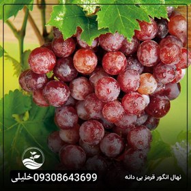 تصویر انگور بی دانه کشمشی قرمز 