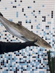 تصویر ماهی سکن(سه کله) 