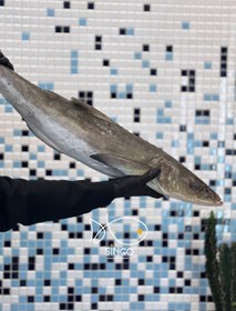 تصویر ماهی سکن(سه کله) 