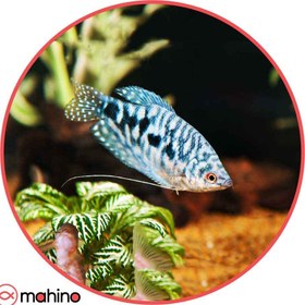 تصویر ماهی گورامی کاذبی 