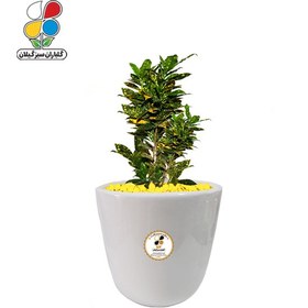 تصویر گیاه طبیعی کروتون متوسط مدل GN13-7M 