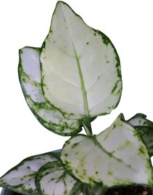 تصویر آگلونما وایت جوی 