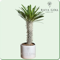 تصویر گلدان نخل ماداگاسکار 