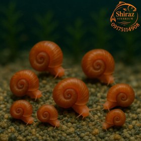 تصویر حلزون رامشورن پک ۱۰ عددی 