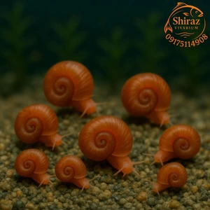 تصویر فروشگاه شیراز ویواریوم