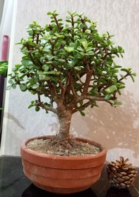 تصویر بونسای(بنسای) کراسولا خرفه (پرتولاکاریا) توپی کلکسیونی ا Pertolacaria bonsai Pertolacaria bonsai