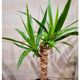 تصویر یوکا چند سر و بنسایی 