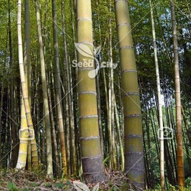 تصویر بذر وارداتی بامبو غول پیکر - Giant Bamboo 