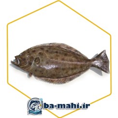 تصویر ماهی کفشک 