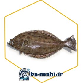 تصویر ماهی کفشک 