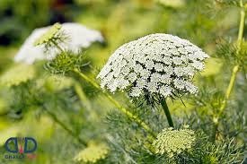 تصویر گل پر برگ 