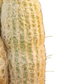 تصویر کاکتوس اسپوستا 