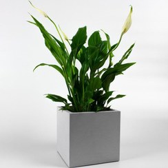 تصویر گلدان مکعبی بتنی 