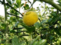 تصویر بذر نارنج سه برگ Citrus trifoliata 