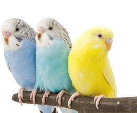 تصویر مرغ عشق جفتی 