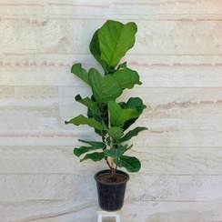 تصویر فیکوس لیراتا دو شاخه گیاه آپارتمانی مقاوم و زیبا 