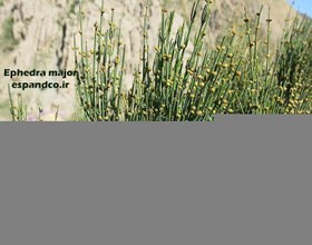 تصویر گیاه دارویی افدرا، ارمک، هوم، ریش بز (بسته 50 گرمی) Ephedra major 