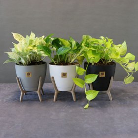 تصویر مجموعه سه عددی پتوس 