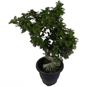 تصویر گیاه بنسای s 