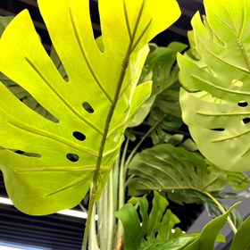 تصویر درختچه انجیری مصنوعی 