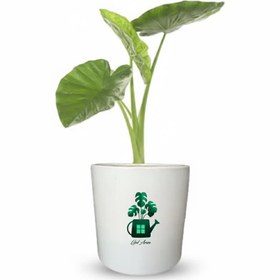 تصویر بابا آدم گلآرون 