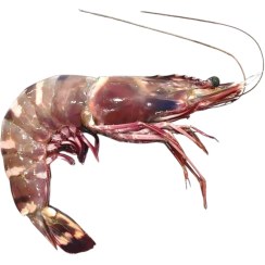 تصویر میگو تازه سایز درشت ۱ کیلوگرم صید روز بندرعباس 