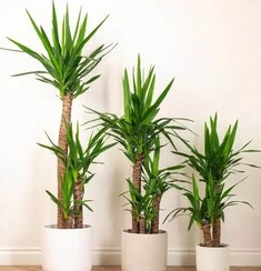 تصویر ابعاد گیاه یوکا: از کوچک تا بزرگ 