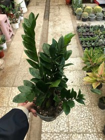 تصویر زاموفیلیا سبز گلدان ۳ 