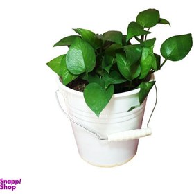 تصویر گیاه طبیعی پتوس کد AS-6-1 