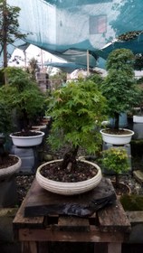 تصویر بونسای(بنسای) افرا ژاپنی سه رنگ ا Afra bonsai Afra bonsai