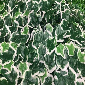 تصویر گرین وال برگ‌ انگوری ابلق 