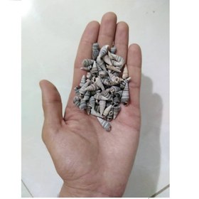 تصویر صدف تزئینی آکواریوم مدل Opox100 وزن 50 گرم | چند رنگ 