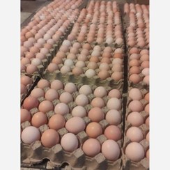 تصویر تخم مرغ محلی ورسمی 