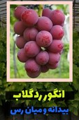 تصویر نهال انگور ردگلاب Redgelab