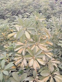 تصویر شفلرا 