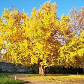 تصویر بذر نهال بیلوبا (یک عدد )کد22 