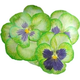 تصویر گل خشک بنفشه سبز 