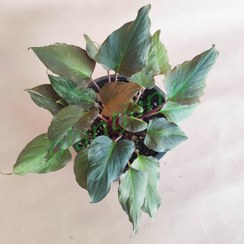 تصویر گیاه آپارتمانی همالومنا آتشین گلدان3 