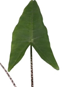 تصویر آلوکازیا زبرینا 