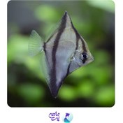 تصویر ماهی آنجل تایگر مونو سایز ۲.۵ تا ۱۵ سانت 