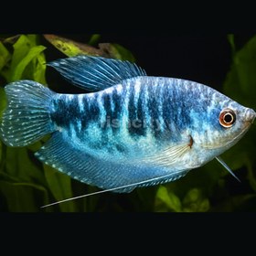 تصویر گورامی کاذبی 