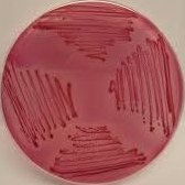 تصویر محیط کشت اندو آگار بیس (Endo agar base) کیولب - 100 گرم Endo agar base, Quelab