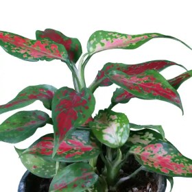 تصویر آگلونما مینیاتور قرمز 