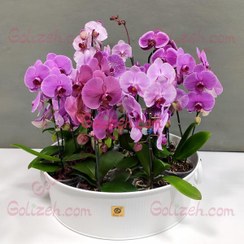 تصویر باغچه ارکیده بنفش صورتی 