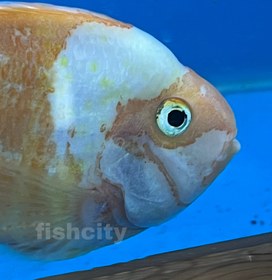 تصویر پرت سانتا 16 سانت 