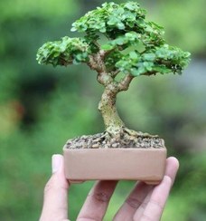 تصویر انواع گونه‌های بونسای: انتخاب درست برای هر سلیقه 