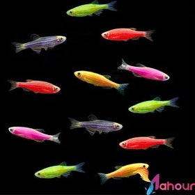 تصویر ماهی زبرا دانیو 