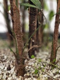 تصویر گیاه لیدی پالم Broadleaf lady palm 