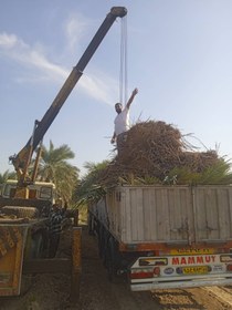 تصویر انواع مختلف نهال پاچوش نخل خرما فنیکس پالم نارگیل ماهر نواصری 